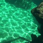 Shark Reef (Disney’s Typhoon Lagoon)フロリダ・ディズニー #ディズニー #Disney #followme