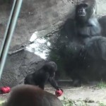 WDW Animal Kingdomアニマルキングダムのゴリラ Silver back,Baby gorilla #ディズニー #followme